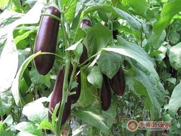 有机蔬菜种植加盟